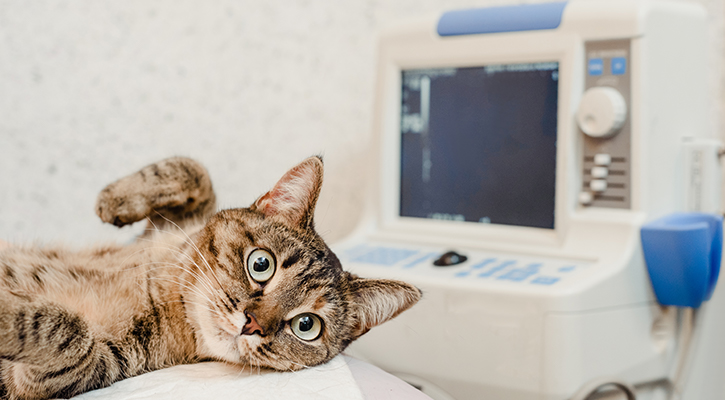 pet-ultrasound