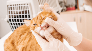 orange cat having teeth examined by employee