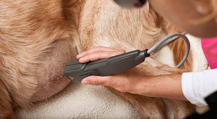 Vet professional performing laser therapy on dogs stomach as they lie down