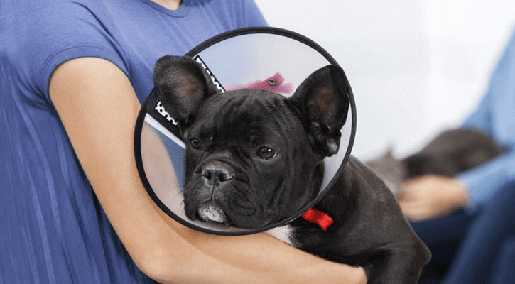 Spay Neuter small black dog in cone being held by owner