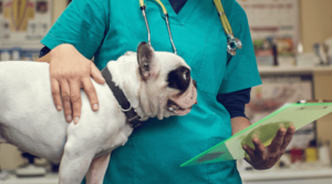 small black and white dog being pet by vet tech who is reviewing notes on clipboard